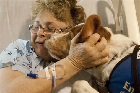 Animal Assisted Therapy Therapy With Animals