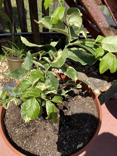 It is amazing looking and so healthy! overview for VY5E