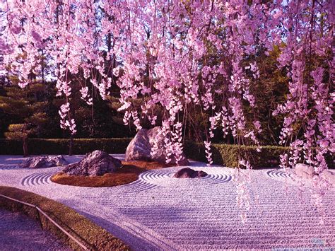 Sakura En El Templo Ninnaji Kyoto Cherry Blossom Wallpaper Anime