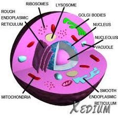 Cells are complex structures that contain a entire systems inside. Animal Cell - Cells For Dummies
