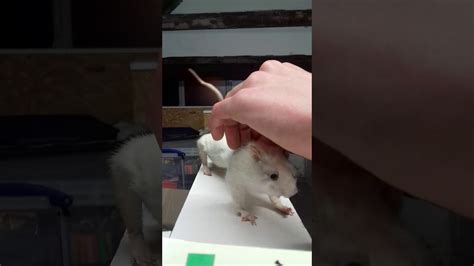 How To Use A Rat Pencilcase Taxidermy Youtube