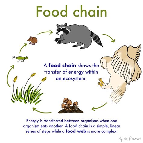 Food Chain — Definition And Examples Expii