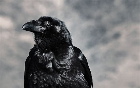 Selective Focus Photograph Of Black Crow · Free Stock Photo