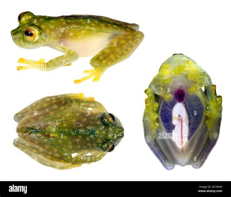 Glass Frog Hyalinobatrachium Sp In 3 Poses From Ecuador Glass
