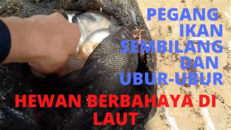 Ubur ubur bawah laut mengambang ubur ubur plankton. Cara pegang ubur ubur dan ikan sembilang agar tidak di ...