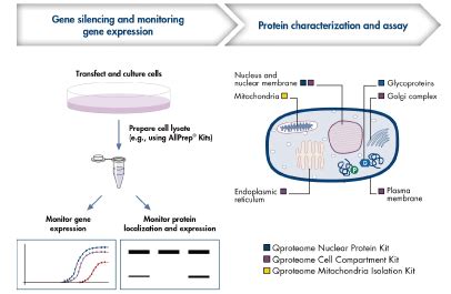 Ffpe Qproteome Product Information