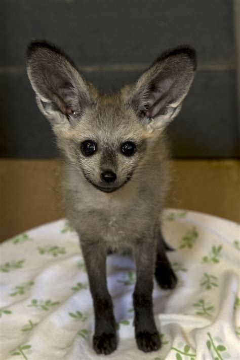 Bat Eared Fox Kit San Diego Zoo Flickr