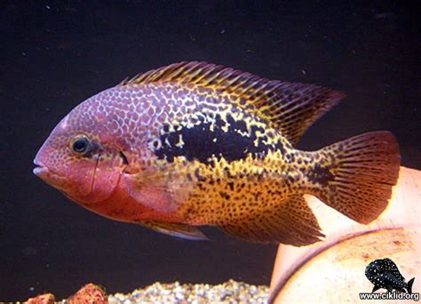 Vieja Bifasciata Cichlids Aquarium Fish Tropical Aquarium