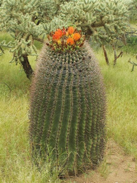 Ferocactus Wislizeni Arizona Barrel Cactus World Of Succulents