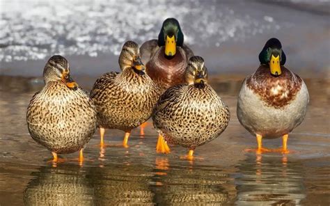 Amazing Facts About Ducks Onekind Planet Animal Education And Facts