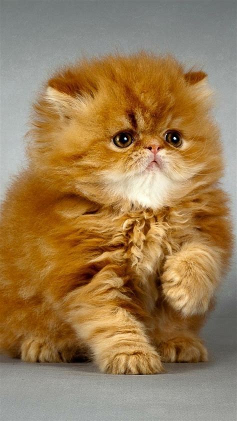 Aww So Beautiful And Cute🐱 Kittens Cutest Cute Cats Beautiful Cat