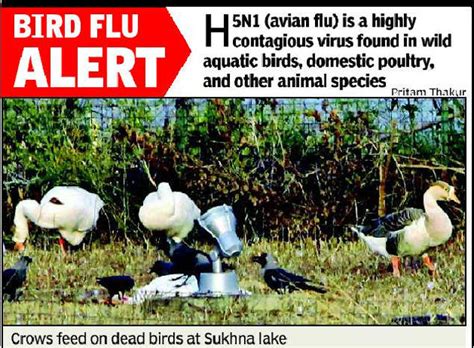 Amid an avian influenza outbreak in birds across nine indian states, aids healthcare foundation (ahf) urges world health organization (who) to immediately dispatch a technical team to investigate the situation. Avian flu hits Chandigarh | Chandigarh News - Times of India