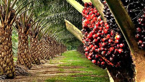 Oil Palm Industry Province Of Cotabato