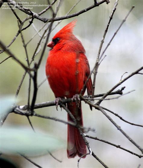 Detailed Information On Northern Cardinal Cardinalis Cardinalis
