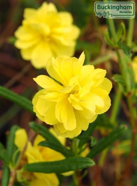 Rock Rose Yellow Helianthemum Ground Cover Plants Ground Cover
