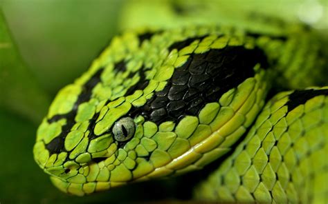 Select from premium snake eye images of the highest quality. Green snakes snake eyes snake head wallpaper | 1920x1200 ...