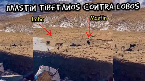 Campo De Batalla Mastín Tibetano Contra Lobos Versión Hd Wolf Vs