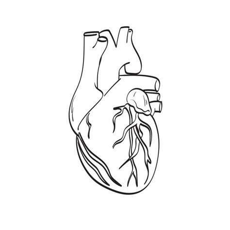 Premium Vector Heart Organ Illustration Vector Hand Drawn Isolated On