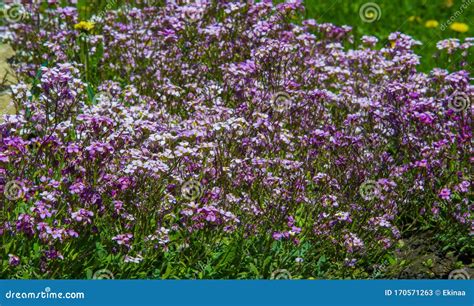 Matthiola Longipetala Known As Night Scented Stock Or Evening Stock