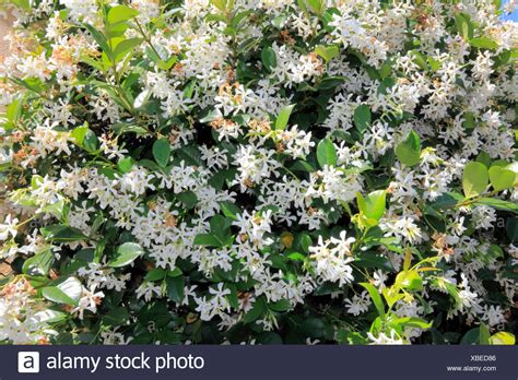 Maybe you would like to learn more about one of these? White Flowers With Yellow Centers Stock Photos & White ...