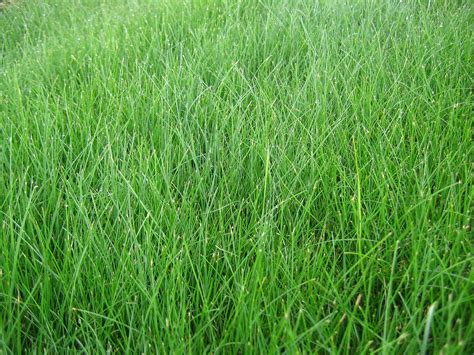 Best Grass Types For Boston Ma Lawnstarter Grass Type Types Of