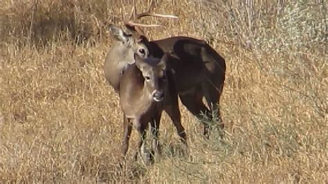 Mating Whitetail Deer Apareamiento De Venado Cola Blanca Youtube