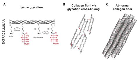 Ijms Free Full Text Exploring The Interplay Between Polyphenols And Lysyl Oxidase Enzymes