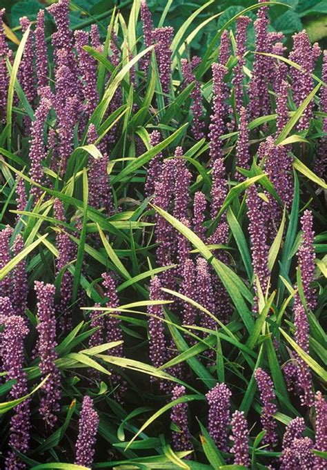 Buy Big Blue Lily Turf Liriope Muscari Lily Turf Is Perfect For Edging