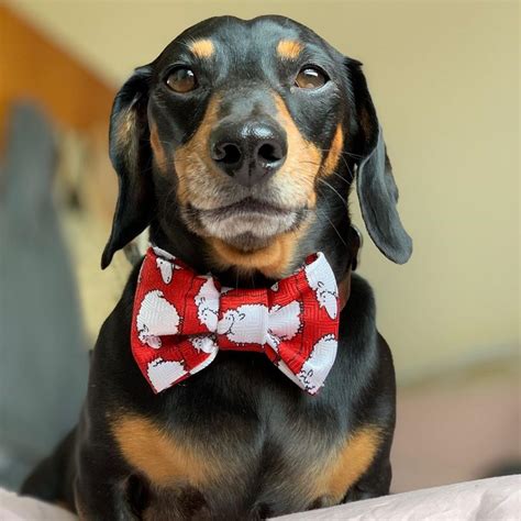 Contribute to lbovet/docson development by creating an account on github. Bruno - Miniature Dachshund - Urban Paws UK