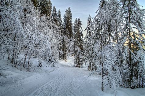 Fondos De Pantalla Estaciones Del Año Invierno Carreteras Bosques Nieve