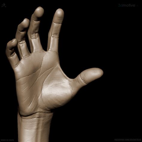 Artstation Hand Anatomy In Zbrush 3d Motive