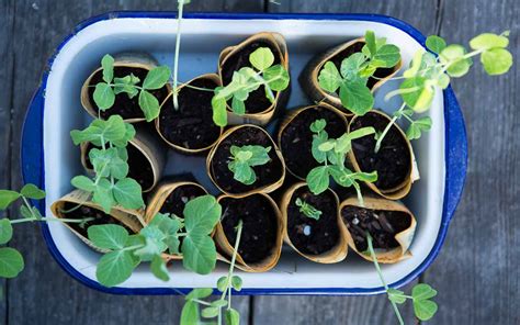 Space the seeds 3 inches (7.6 cm.) apart or plant two to three seeds around each pole for vining varieties. How to Make Paper Pots for Planting Seeds | Pass the Pistil