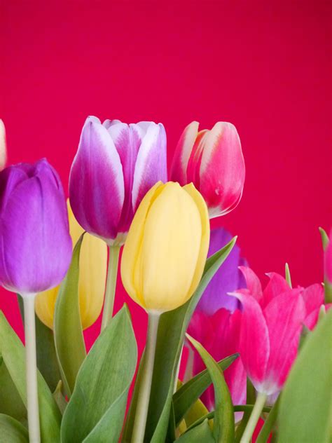 무료 이미지 꽃잎 봄 화려한 담홍색 플로라 튤립 꽃다발 꽃들 꽃 피는 식물 시니 블렛 연방 정부 백합 가족