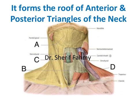Cervical Fascia And Posterior Triangle Anatomy Of The Neck