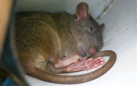 Pet rats make rewarding companions. Bumblefoot in Rat Feet - Rat Foot Diseases - Pet Rats