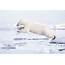 Polar Bear Jump  Arctic Wildlife Tours