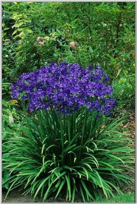 Perennials That Bloom All Summer Long Blue Perennial Flowers That