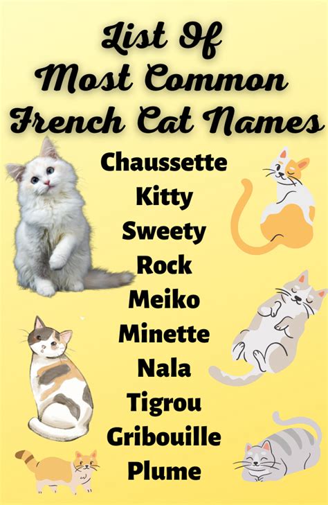 List Of Most Common French Cat Names