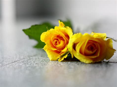 Check spelling or type a new query. Yellow Roses Backgrounds - Wallpaper, High Definition ...