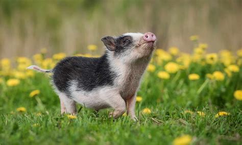 10 Incredible Pig Facts Imp World