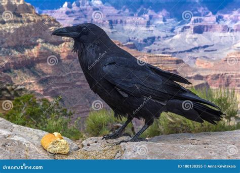 Raven With A Piece Of Bread In Its Beak On The Background Of The Grand