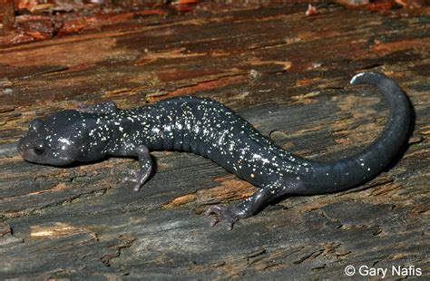 Shasta Black Salamander Aneides Iecanus