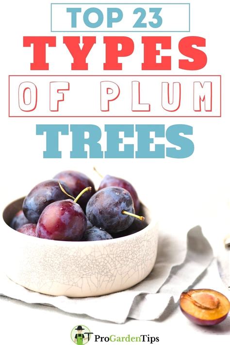 Top 23 Yummiest Types Of Plum Trees In 2020 Types Of Plums Plum Tree