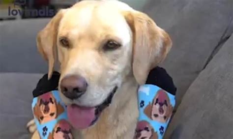 We offer fast turn arounds with free shipping in the united states. Animal owners love their pets so much they wear their ...