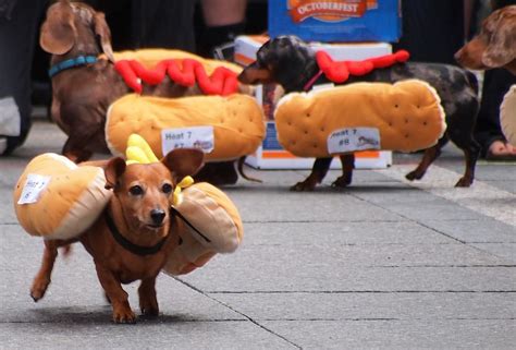 The Seventh Annual Running Of The Wieners Oktoberfest In Cincinnati