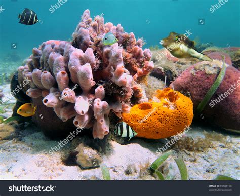 Underwater Marine Life Colorful Sea Sponges Stock Photo