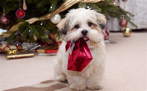 Check spelling or type a new query. Shih tzu puppy for Christmas wallpapers and images ...