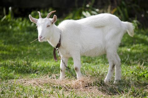 Animal Farm - Goat stock image. Image of portrait, green - 32640247