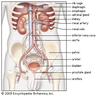 Other symptoms includes chronic digestive problems such as diarrhea, rectal pain, weight loss, and fatigue. Kidney | anatomy | Britannica.com