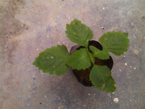 Untuk tujuan ini 2 atau tiga helai daunnya yang segar, dibersihkan dan common yarrow adalah tegak tanaman herba tahunan yang menghasilkan satu hingga beberapa batang (0,2 sampai 1m quality) dan mempunyai. Tanaman Herba: Herba Nilam
